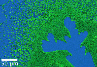 HéctorCorte-Leon赢得的Nanoart图像竞赛