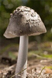 促进被忽视疾病药物发现的GHIT基金